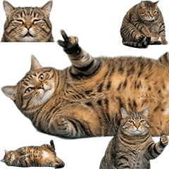 ムチムチキジトラ　実写