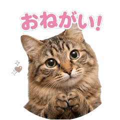 良く使える愛猫スタンプ
