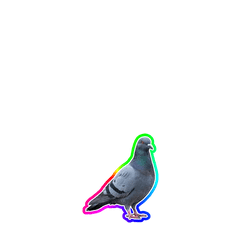 【小虹】【虹色】鳩３