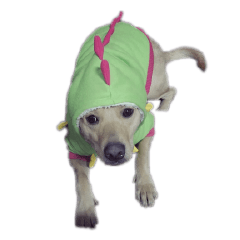 The dog is called A-YU