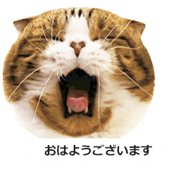 ちゃんと敬語の猫