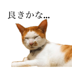 猫の豆太スタンプ〜愛くるしくてたまんね〜