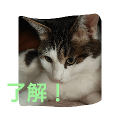 吾輩は猫さんである