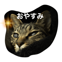 みーアディむむミント