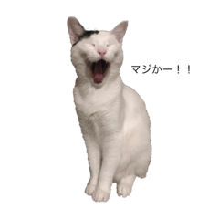 川崎家の猫たち