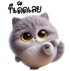Gray Fluffy Chubby cat!