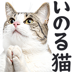 祈る猫