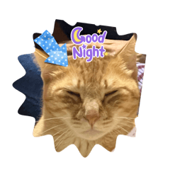 私の愛する保護猫達