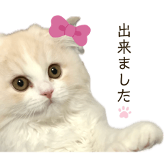 かわいいねこちゃん 1