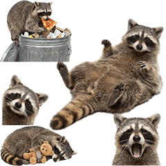 アライグマ　実写