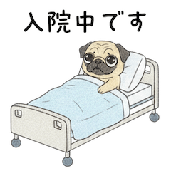 犬のパグさんの大変な入院生活