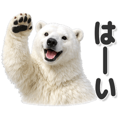 毎日使える！ シロクマ