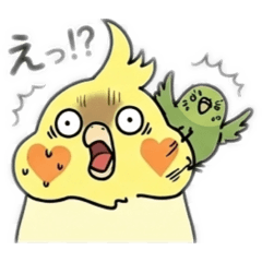 インコのしもべ③