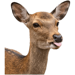 奈良の鹿　実写