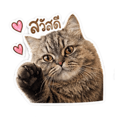 MILO  cute cat