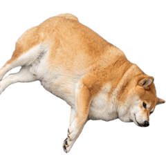 BIG! まんまるしば犬　実写