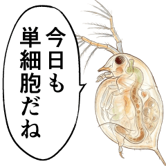 ミジンコに罵られる【毒舌,煽り,微生物】