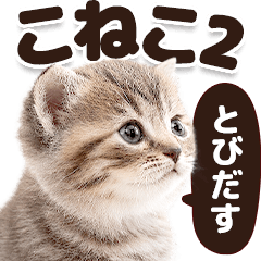 とびだす！こねこ2