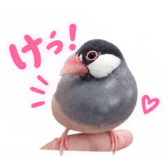 文鳥の日常①