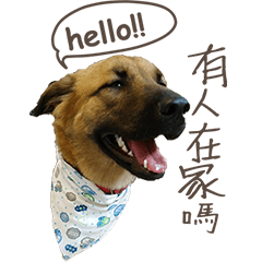 TaiwanMIX DOG