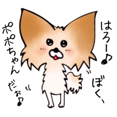 癒しパピヨン犬ポポちゃん vol.1