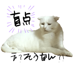 岡山弁の白猫ましゅの日常