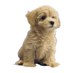 マルプー音生（ねお）その1