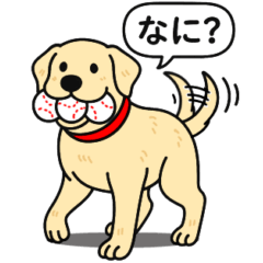 ラブラドールレトリバー　(イエロー)