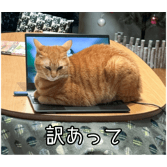 言い訳は猫に任せて