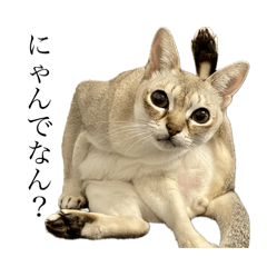 シンガプーラの餅夫ティミ