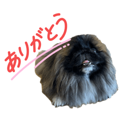 ペキニーズの嵐丸2