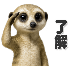 毎日使える！かわいいミーアキャット