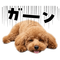 トイプードルプリティ1