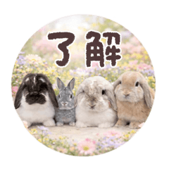 うちん家のうささん。