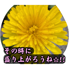 たんぽぽの画像スタンプ✩プレミアム✩