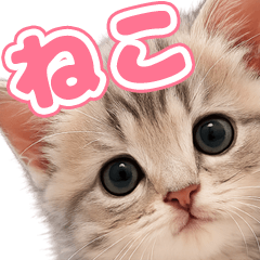 とびだす★ねこ★猫★にゃんこ★子猫★