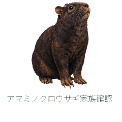 アマミノクロウサギ家族確認