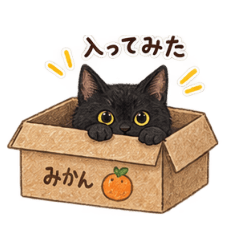かわいい黒猫パール夏