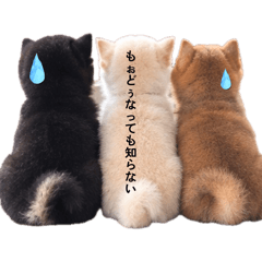 三色豆柴三兄弟