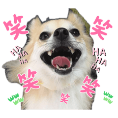もみじまんじゅう!