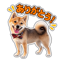 anko5th