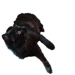 令和の冬の猫スランプ