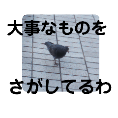 鳩がいっぱい