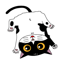 Black and white cat One Mi