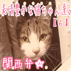 【関西弁】表情豊かな猫ちゃん達。6