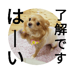 愛犬ちてんスタンプ３