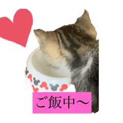 子猫　抹茶のスタンプ