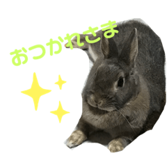 うさぎのうーぴー日常！