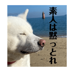 秋田犬　さとまる