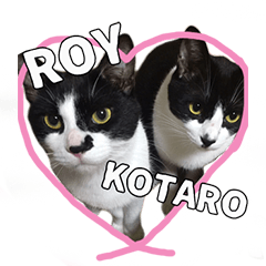 KOTAROY
